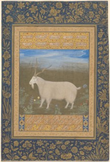 Portrait of a Ladakhi Mountain Goat, Mughal period, about 1600, India, India, Opaque watercolor,