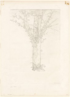 Tree, 1892, Odilon Redon, French, 1840-1916, France, Lithograph on cream China paper, laid down