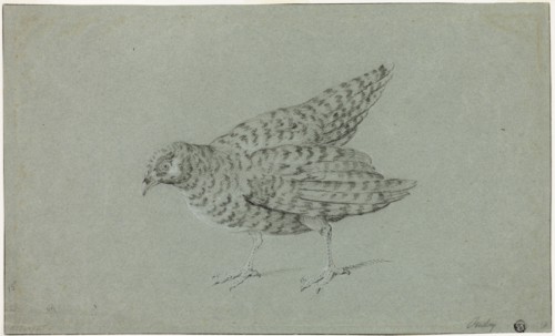 Partridge, n.d., Jean-Baptiste Oudry, French, 1686-1755, France, Black chalk, heightened with white