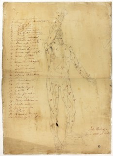Male Ecorché, c. 1810, John Partridge, English, born Scotland, 1790-1872, England, Black chalk,