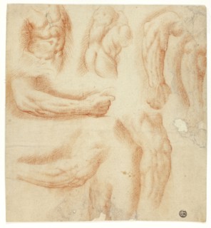 Sketches of Arms, Male Torso, and Back, n.d., Italian, Late 16th Century, Italy, Red chalk on cream