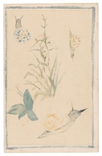 Sketches of Snails, Flowering Plant, 1864/68, Édouard Manet, French, 1832-1883, France, Watercolor
