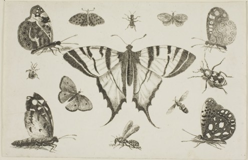 Swallow-Tailed Butterfly and Twelve Other Insects, after 1644, Wenceslaus Hollar, Czech, 1607-1677,