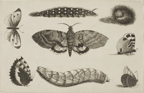 Three Caterpillars, a Moth, and Four Butterflies, after 1644, Wenceslaus Hollar, Czech, 1607-1677,