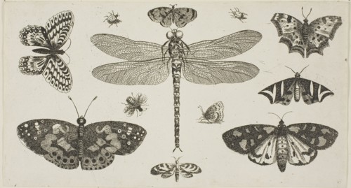 A Dragonfly, Ladybirds, and Butterflies, after 1646, Wenceslaus Hollar, Czech, 1607-1677, Bohemia,