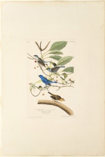 Male Indigo Bird, 1829, Robert Havell (English, 1793-1878), after John James Laforest Audobon