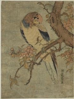 Parrot on Quince Tree, c. 1770, Isoda Koryusai, Japanese, 1735-1790, Japan, Color woodblock print,