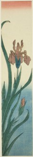 Iris, 1840s, Utagawa Hiroshige ?? ??, Japanese, 1797-1858, Japan, Color woodblock print, kotanzaku,