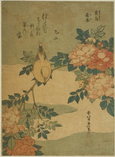 Bush Warbler and Rose