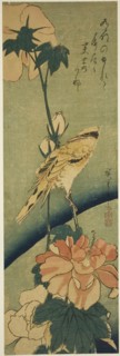 Blacked-naped oriole on hibiscus, mid–1830s, Utagawa Hiroshige ?? ??, Japanese, 1797-1858, Japan,