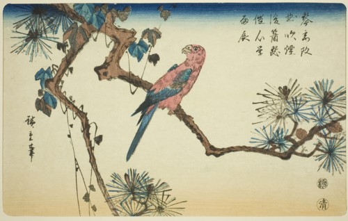 Macaw on pine branch, c. 1840/44, Utagawa Hiroshige ?? ??, Japanese, 1797-1858, Japan, Color