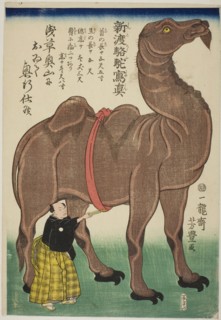 True Drawing of a Newly Arrived Camel (Shinto rakuda shashin), 1863, Utagawa Yoshitoyo, Japanese,