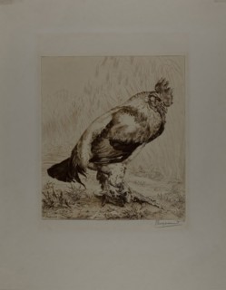 The Old Cock, 1882, Felix Bracquemond, French, 1833–1914, France, Etching and drypoint in brown ink