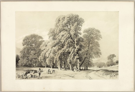Plane Trees, from The Park and the Forest, 1841, James Duffield Harding (English, 1798-1863),