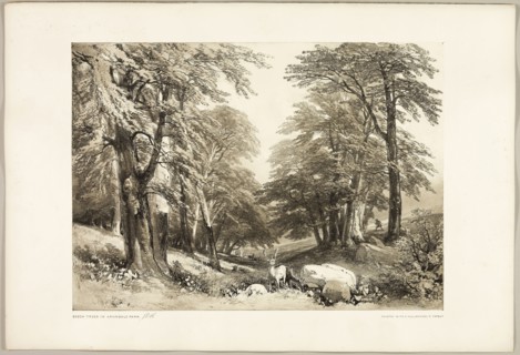 Beech Trees in Arundale Park, from The Park and the Forest, 1841, James Duffield Harding (English,