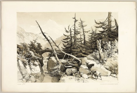 Larch, from The Park and the Forest, 1841, James Duffield Harding (English, 1798-1863), printed by