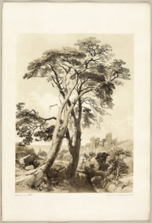 Scotch Fir, from The Park and the Forest, 1841, James Duffield Harding (English, 1798-1863),