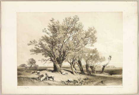 Pollard Willow, from The Park and the Forest, 1841, James Duffield Harding (English, 1798-1863),