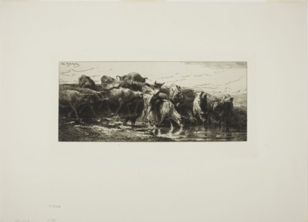 Cows Drinking from the River, 1878, Charles Émile Jacque, French, 1813-1894, France, Etching and