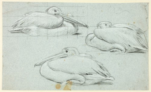 Three Sketches of Pelicans, n.d., Henry Stacy Marks, English, 1829-1898, England, Black pastel,