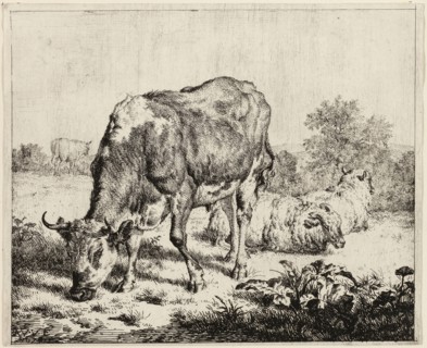 A Cow and Three Sheep, n.d., Adriaen van de Velde, Dutch, 1636-1672, Holland, Etching on paper, 134
