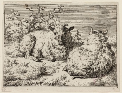 Two Sheep, n.d., Adriaen van de Velde, Dutch, 1636-1672, Holland, Etching on ivory paper, 72 x 97