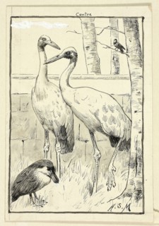 Four Birds in Landscape, n.d., Henry Stacy Marks, English, 1829-1898, England, Pen and black ink,