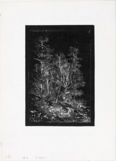 Trees, 1848, Henri Joseph Harpignies, French, 1819-1916, France, Etching printed in relief on ivory