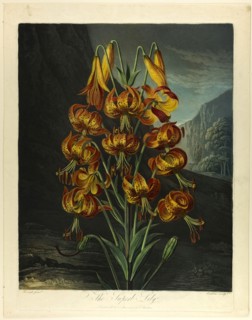 The Superb Lily, from The Temple of Flora, 1799, Richard Earlom (British, 1743-1822), after Ramsay