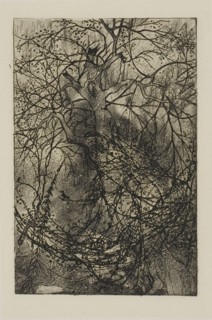 Tree Branches, n.d., Rodolphe Bresdin, French, 1825-1885, France, Etching on cream China paper,