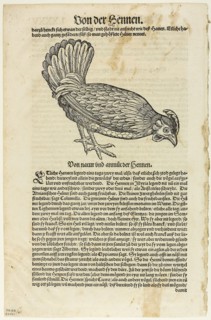 Illustration from Vogelbuch, plate 41 from Woodcuts from Books of the XVI Century, 1557, assembled