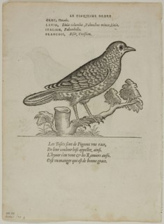 Leaf from Portraits d’Oyseaux, plate 70 from Woodcuts from Books of the XVI Century, 1557,