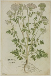 Leaf from New Kreuterbuch by Leonhart Fuchs, plate 97 from Woodcuts from Books of the XVI Century,