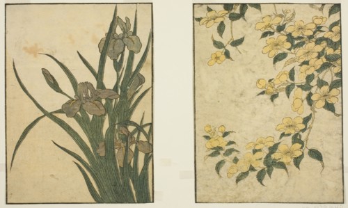 Kerria and Iris, from the illustrated book Picture Book: Flowers of the Four Seasons (Ehon shiki no