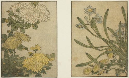Chrysanthemum and Narcissus, from the illustrated book Picture Book: Flowers of the Four Seasons