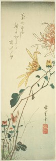 Chrysanthemums, c. 1840, Utagawa Hiroshige ?? ??, Japanese, 1797-1858, Japan, Color woodblock