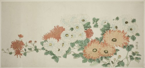 Chrysanthemums, c. 1780, Isoda Koryusai, Japanese, 1735-1790, Japan, Color woodblock print, nagaban