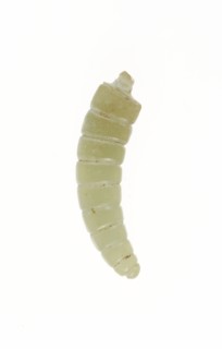 Silkworm Pupa, Shang or Western Zhou period, 13th/10th century B.C., China, Jade, 4.4 × 1.1 × 0.6