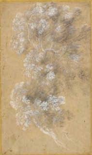 Sketch of Foliage and Branches, c. 1645–50, Angeluccio, Italian, 1620/25-1645/50, France, Black