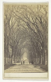 Untitled (avenue of trees), n.d., American, 19th century, United States, Albumen print, 9 x 5.8 cm