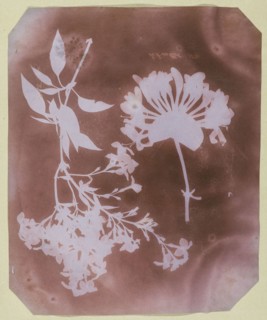 Two Plant Specimens, 1839, William Henry Fox Talbot, English, 1800–1877, England, Photogenic