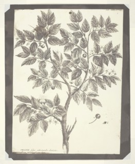 Copy of Botanical Engraving of Celtis, 1840/45, William Henry Fox Talbot, English, 1800–1877,