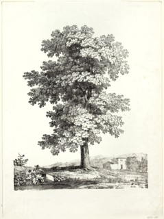 Study of a Tree, 1816, Jean Victor Bertin (French, 1775-1842), printed by Comte de Charles