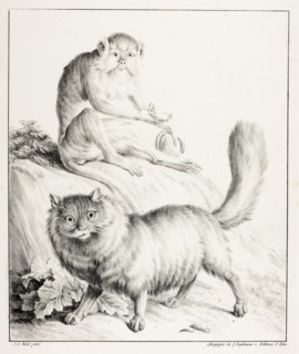 Cat and Monkey, 1814/16, Gottfried Engelmann (French, 1788-1839), after Jean Baptiste Huet (French,