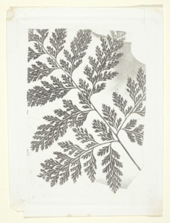 Branch of a Fern, c. 1853/58, William Henry Fox Talbot, English, 1800–1877, England, Photoglyphic