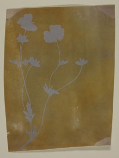 Stem of Leaves and Flowers, c. 1835/37, William Henry Fox Talbot, English, 1800–1877, England,