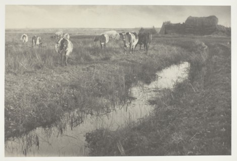 Cattle on the Marshes, 1886, Peter Henry Emerson, English, born Cuba, 1856–1936, England, Platinum
