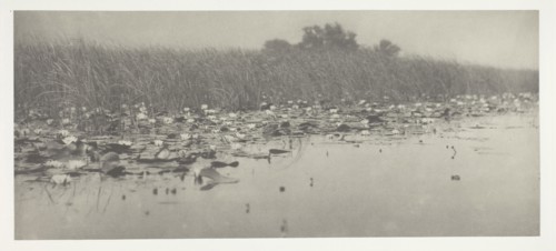 Water-Lilies, 1886, Peter Henry Emerson, English, born Cuba, 1856–1936, England, Platinum print, pl