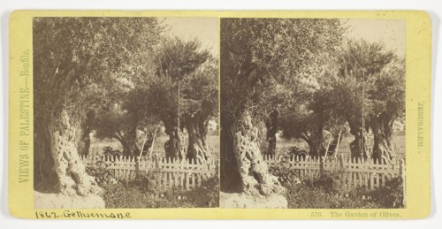 The Garden of Olives, Jerusalem, 1860/85, Félix Bonfils, French, 1831–1885, France, Albumen print,