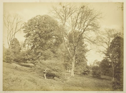 Rook Shooting, May 21, 1881, Henry Peach Robinson, English, 1830–1901, England, Albumen print, 27.6